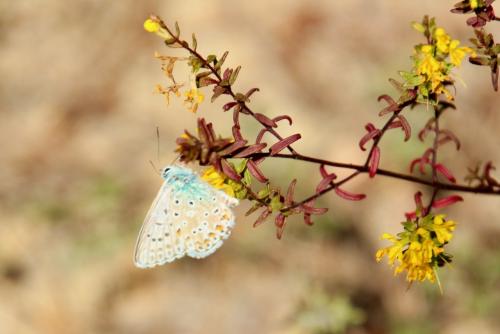Réf. 291 607 : Polyommatus hispana